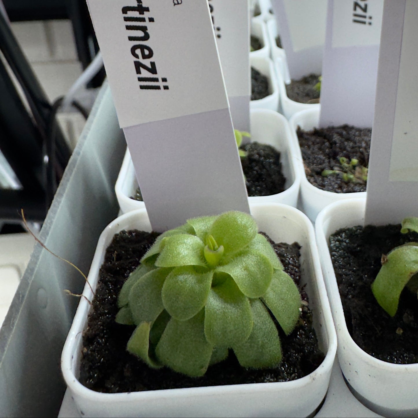 Small potted plants with labels indicating 'Martinezii' and 'Pinguicula' in a greenhouse setting.