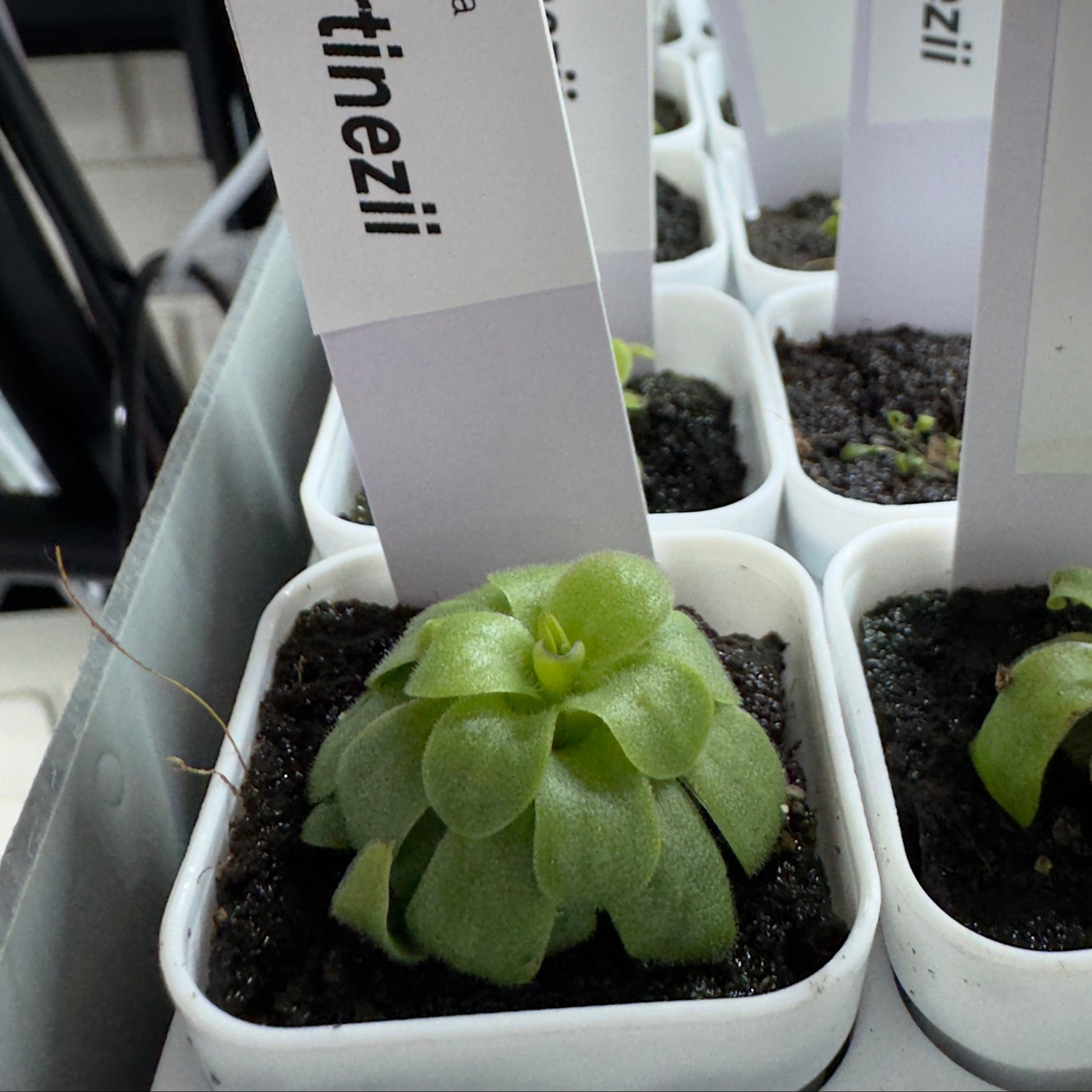 Small potted plants with labels indicating 'Martinezii' and 'Pinguicula' in a greenhouse setting.