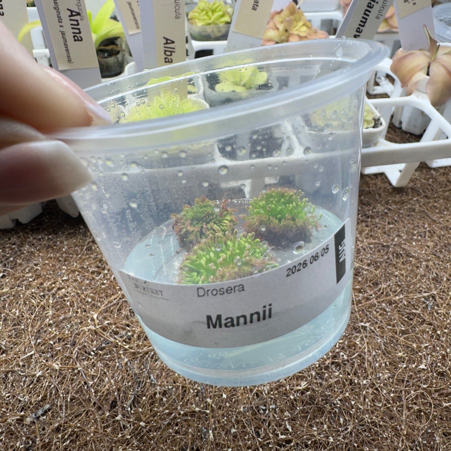 Drosera mannii (Pygmy Sundew)