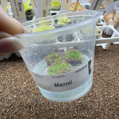 Drosera mannii (Pygmy Sundew)