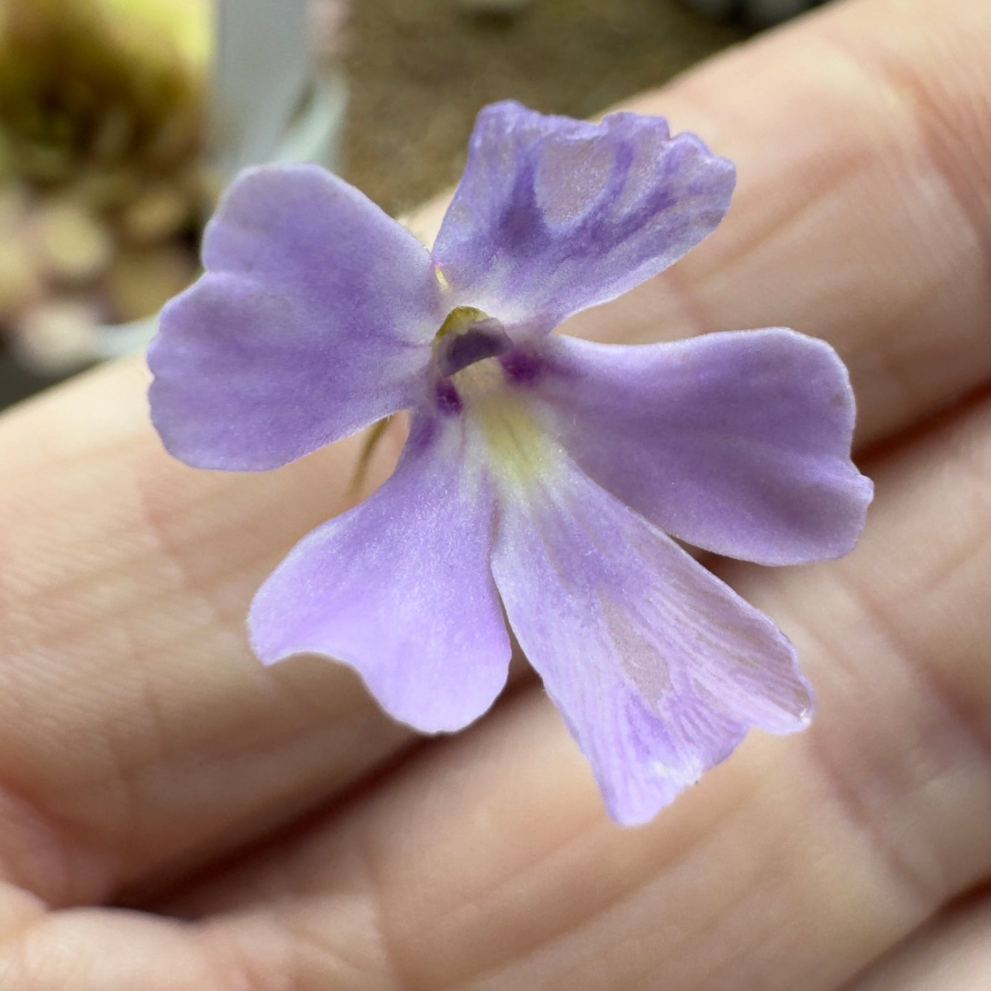 Pinguicula emarginata red x gypsicola (Butterwort)