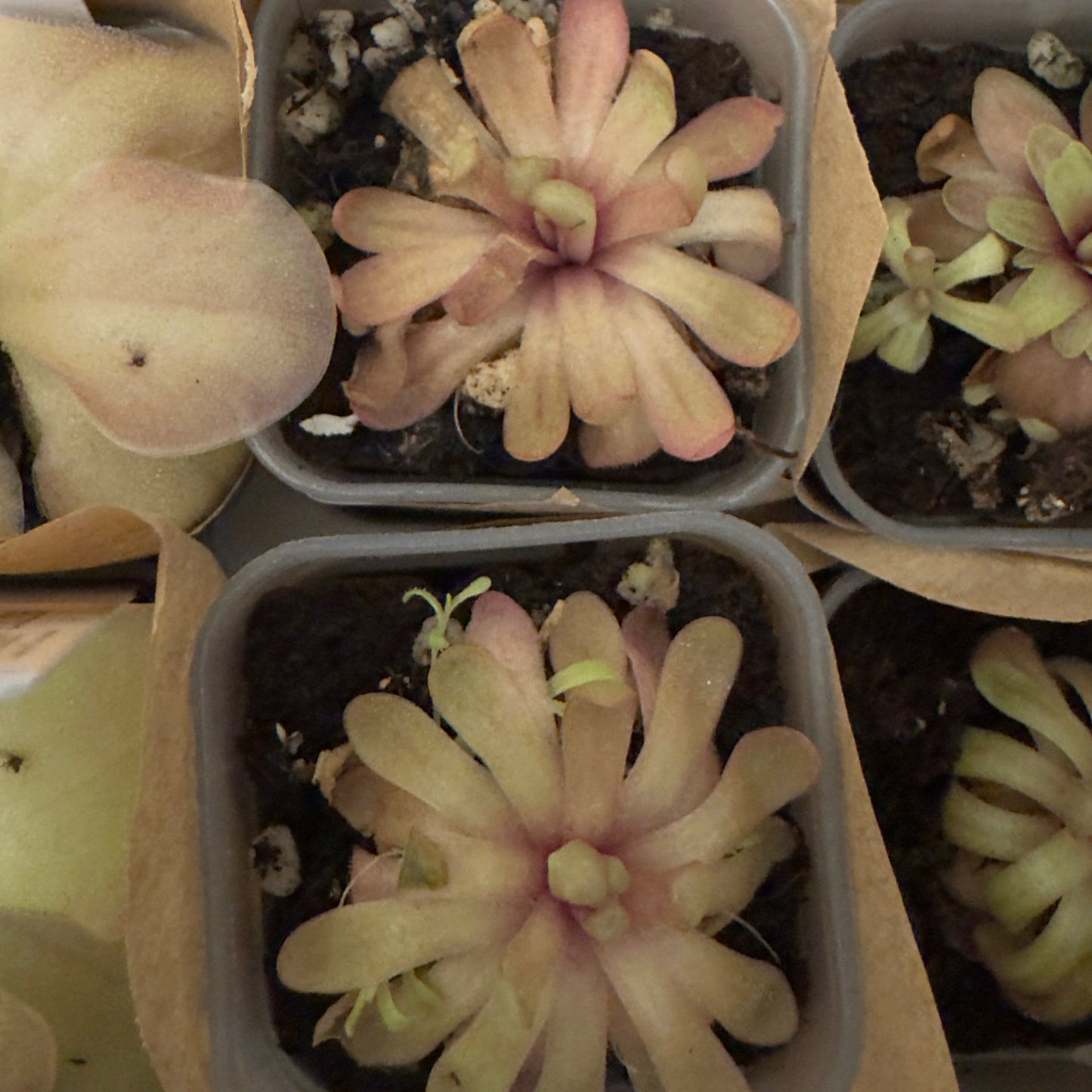 Pinguicula emarginata red x gypsicola (Butterwort)