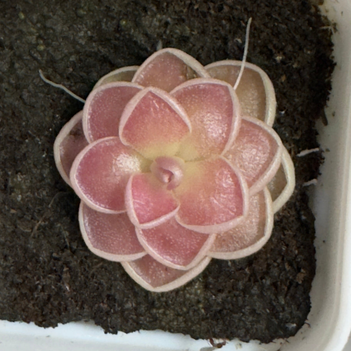 A pink and white rosette succulent plant, labeled 'PSICOLA' by Mono Nursery, growing in dark soil inside a white plastic tray.