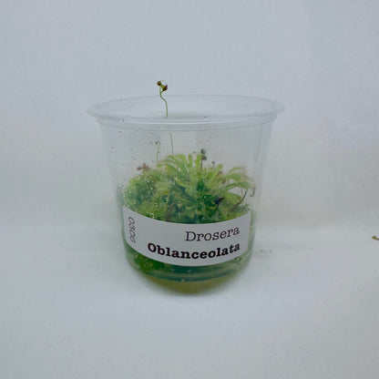 Drosera oblanceolata (Sundew)