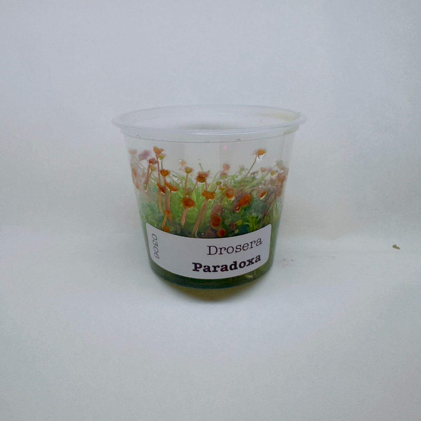 Drosera Paradoxa (Petiolaris Complex Sundew)