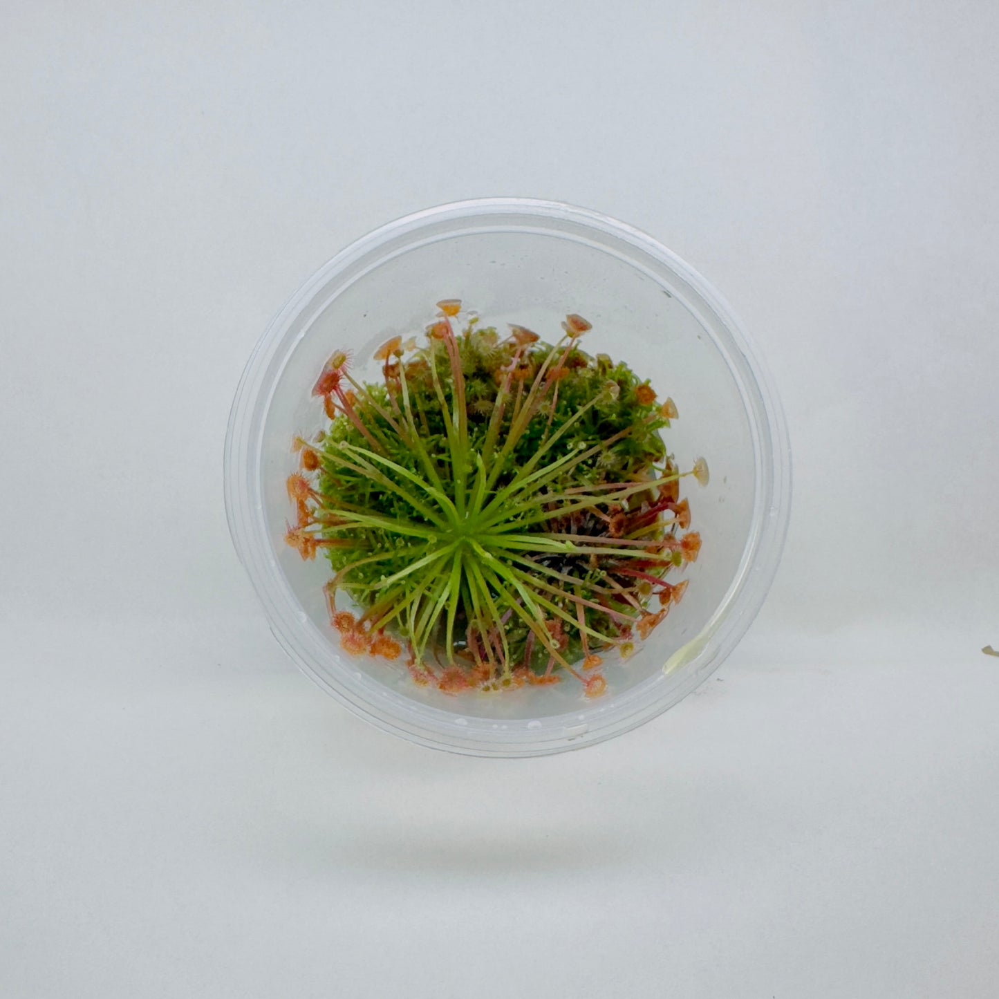 Drosera Paradoxa (Petiolaris Complex Sundew)
