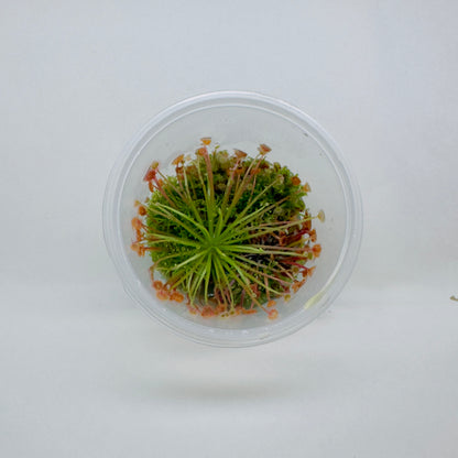 Drosera Paradoxa (Petiolaris Complex Sundew)