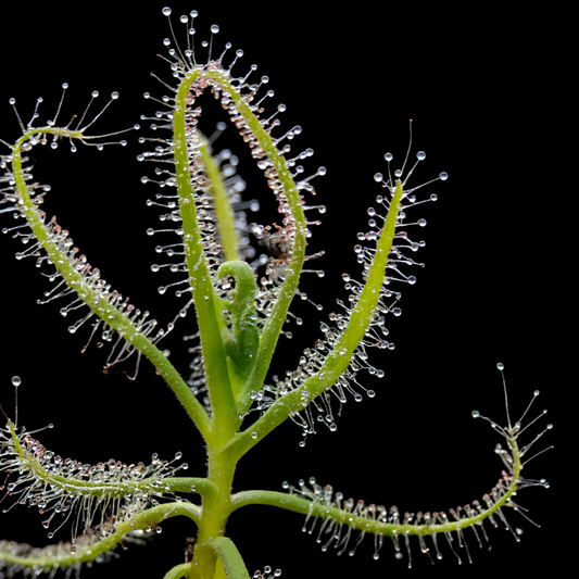 Indica Drosera Gel Cup