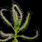 Drosera indica (Indian Sundew)