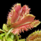 Dionaea muscipula 'Kinky Wave' (Venus Flytrap)