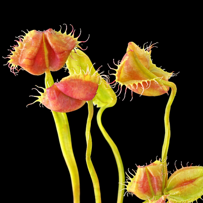 Dionaea Muscipula 'Air Bus' (Venus Flytrap)