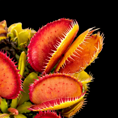 Dionaea muscipula 'Carboni Ardenti' (Venus Flytrap)
