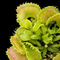 Dionaea muscipula 'Shell Tooth' (Venus Flytrap)
