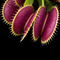 Dionaea muscipula 'Pink Venus' (Venus Flytrap)