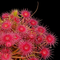 Drosera pygmaea (Sundew)