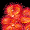 Drosera trinervia (Rosetted Sundew)
