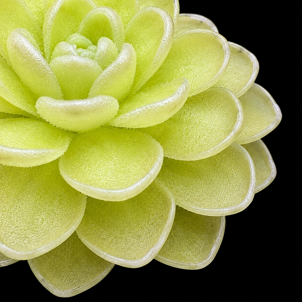all plants