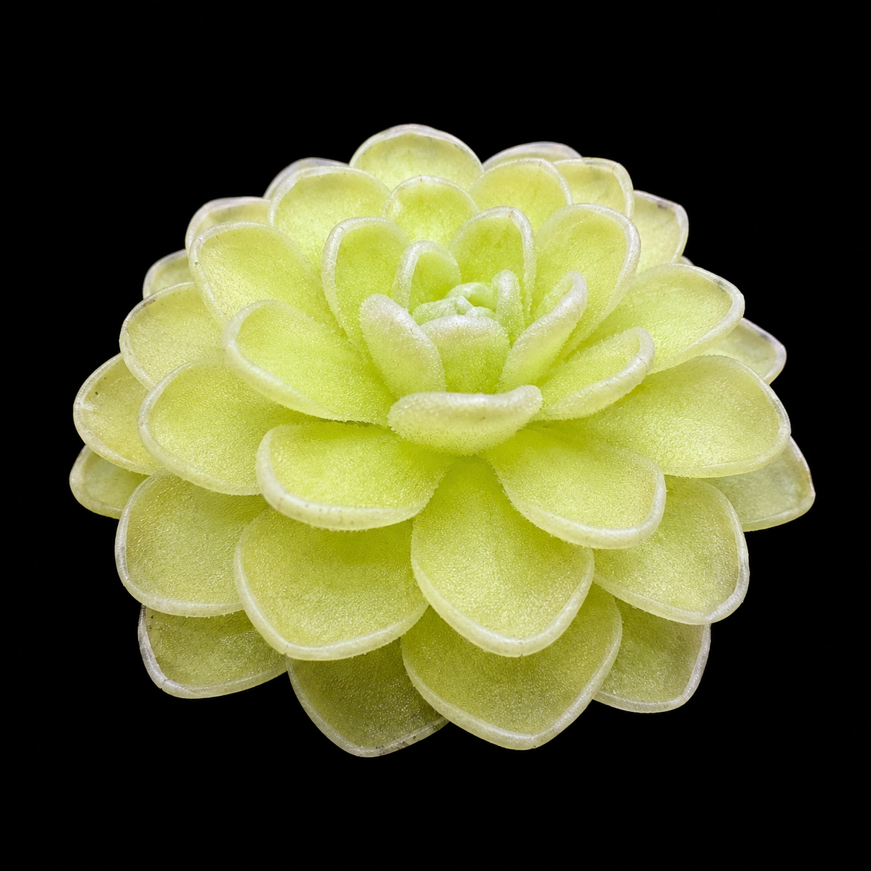 Pinguicula Jaumavensis (Butterwort)