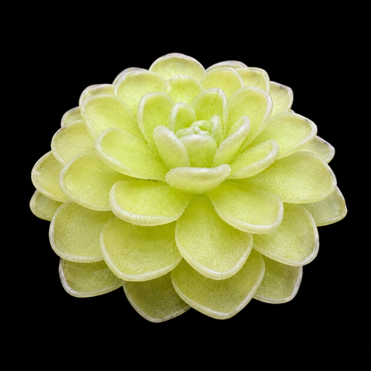 Pinguicula Jaumavensis (Butterwort)
