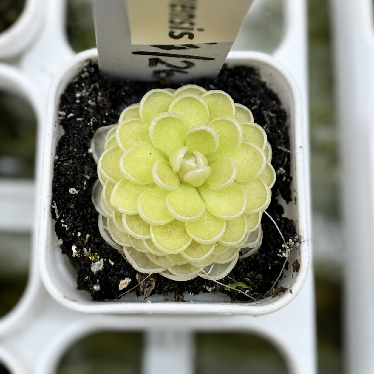 Pinguicula Jaumavensis (Butterwort)