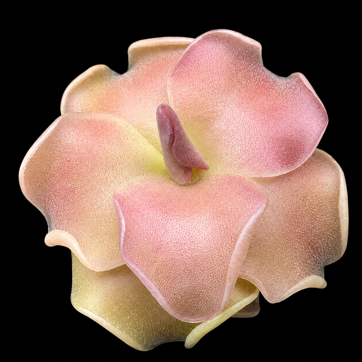 Pinguicula 'Weser' × jaumavensis (Butterwort)
