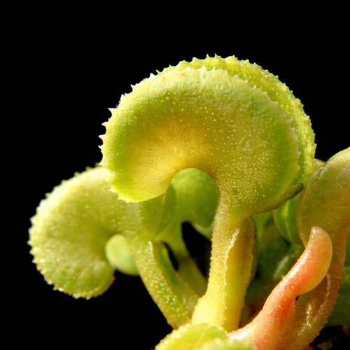 Dionaea muscipula 'Cudo Mini' (Venus Flytrap)