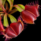Dionaea muscipula 'Kleine Gek' (Venus Flytrap)