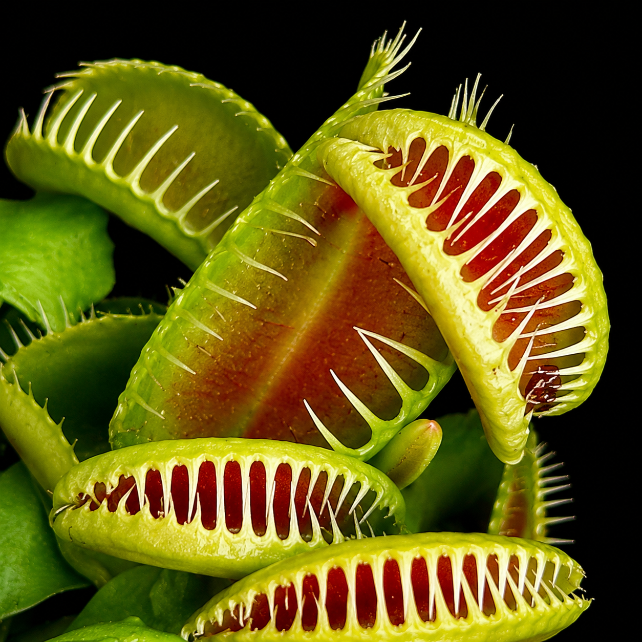 Close-up of a Venus flytrap with its trap open on a black background