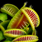 Dionaea muscipula 'Kleopatra' (Venus Flytrap)