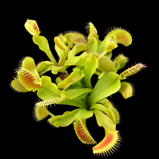 Dionaea muscipula 'Korri Double' (Venus Flytrap)