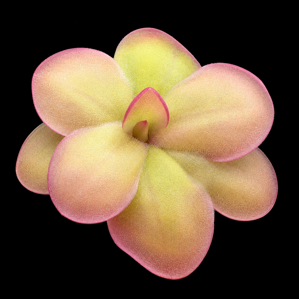 Pinguicula Laueana x Sethos (Butterwort)
