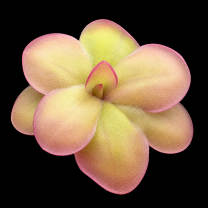 Pinguicula Laueana x Sethos (Butterwort)
