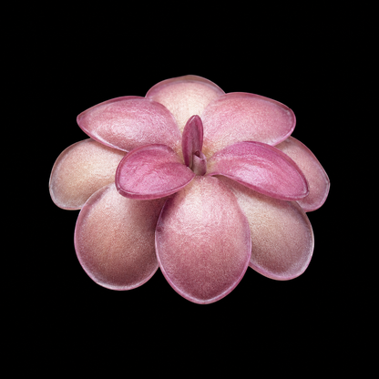 Pinguicula laueana 'Crimson Flower' (Butterwort)