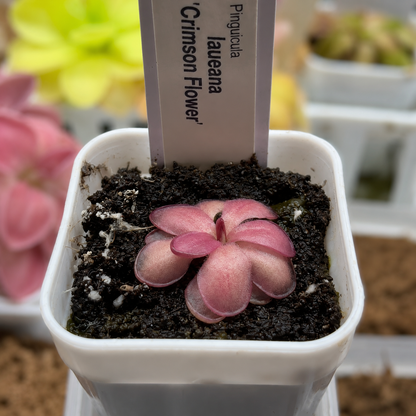 Pinguicula laueana 'Crimson Flower' (Butterwort)