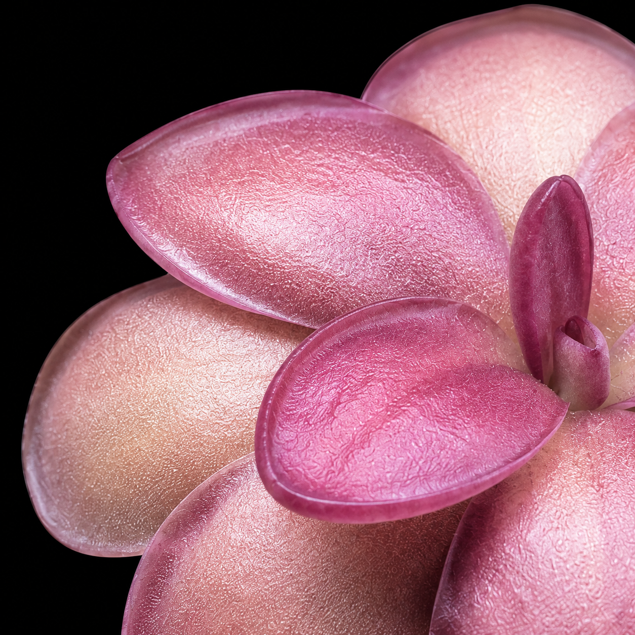 Pinguicula laueana 'Crimson Flower' (Butterwort)