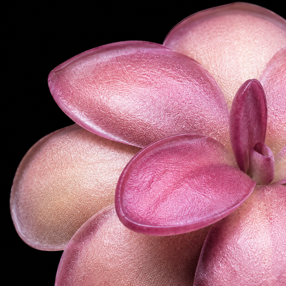 Pinguicula laueana 'Crimson Flower' (Butterwort)