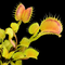 Dionaea muscipula 'Lilith' (Venus Flytrap)