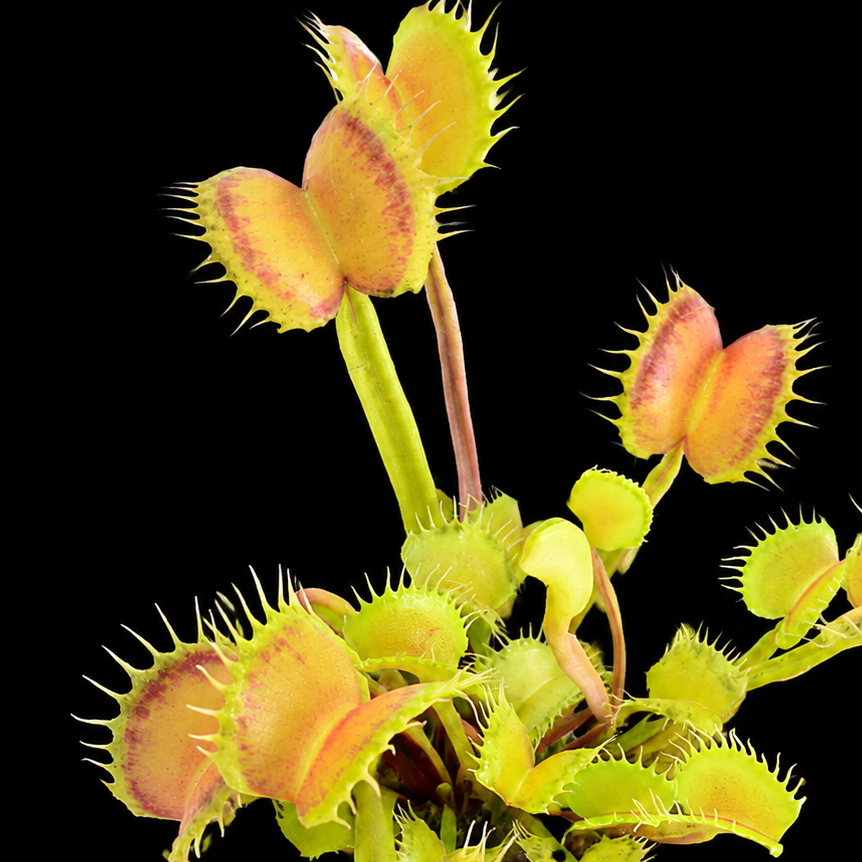 Close-up of a Venus flytrap plant on a black background