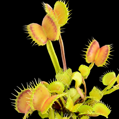 Close-up of a Venus flytrap plant on a black background