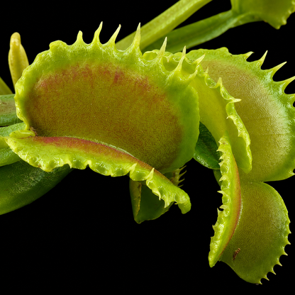 Dionaea muscipula 'Loch Ness' (Venus Flytrap)