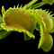 Dionaea muscipula 'Loch Ness' (Venus Flytrap)