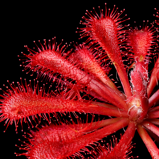 Close-up of a red flower with spiky petals on a black background