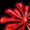 Drosera spatulata var lovellae (Sundew)