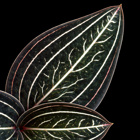 Ludisia discolor 'Jewelyana' (Jewel Orchid)