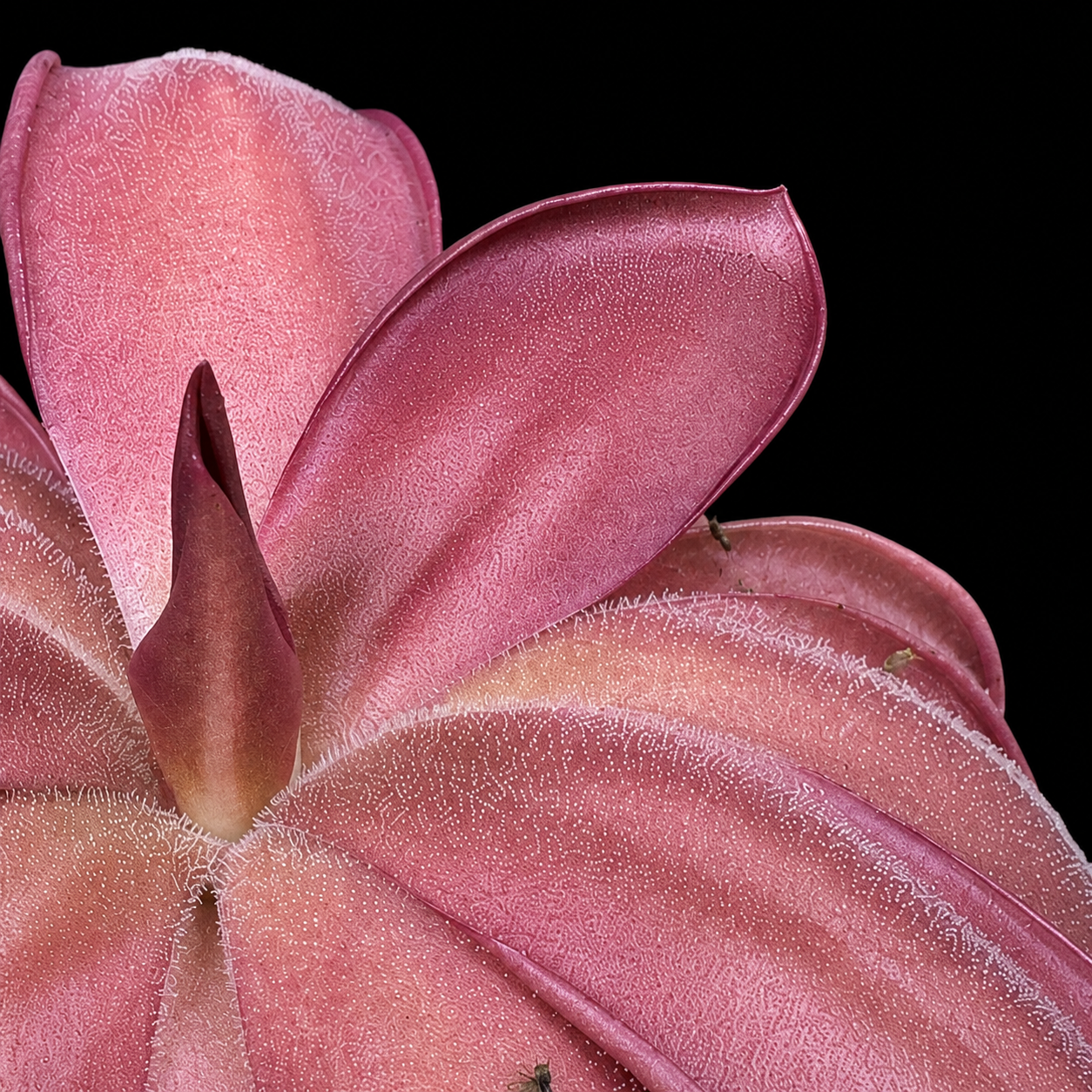 Pinguicula moranensis 'Sierra Mazatecas' (Butterwort)
