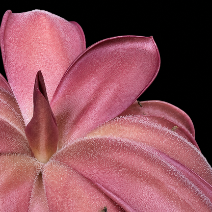 Pinguicula moranensis 'Sierra Mazatecas' (Butterwort)