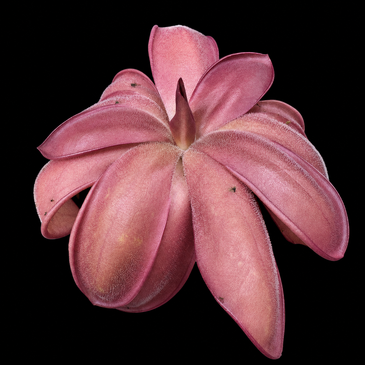 Pinguicula moranensis 'Sierra Mazatecas' (Butterwort)