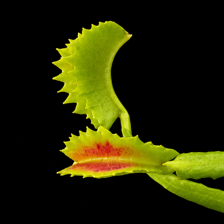 Close-up of green leaves with red accents on a black background