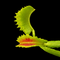 Dionaea muscipula 'Mars' (Venus Flytrap)