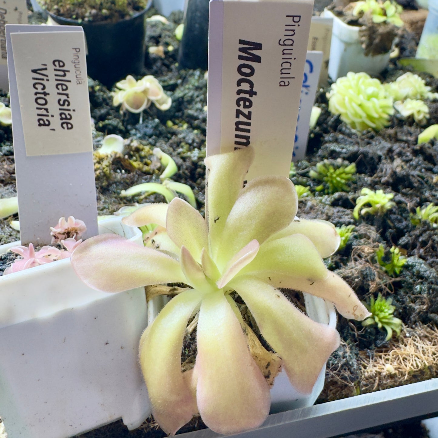 Light green succulent plant with name tags in a garden setting